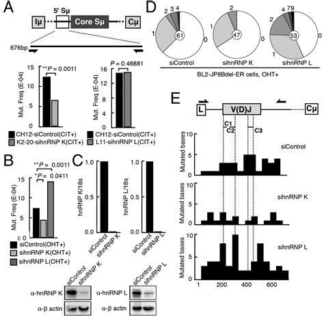 Identification Of DNA Cleavage And Recombination Specific HnRNP