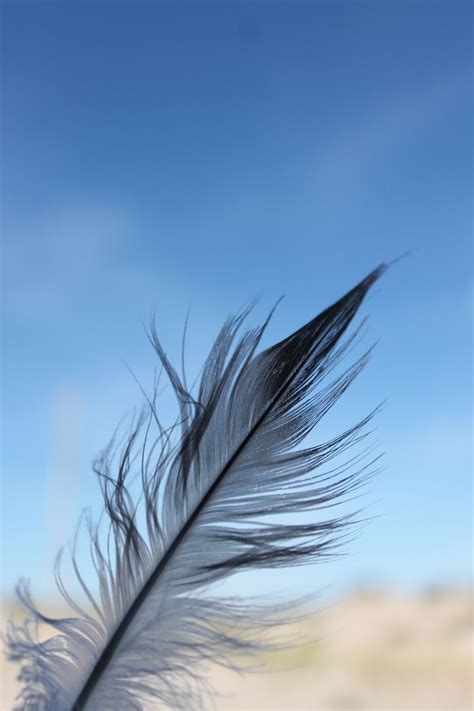 I find this so pretty. (Seagull feather) | Feather tattoos, Seagull, Illustration