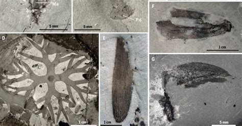 Scientists Find 518 Million Year Old Marine Fossils In China In ‘mind