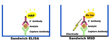 Meso Scale Discovery Msd Pacific Biolabs