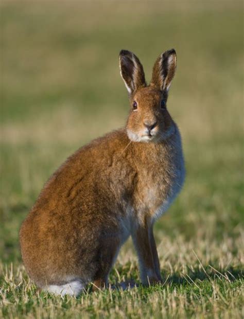 Irish Hare Rabbit Rabbit Rabbit Hare British Wildlife