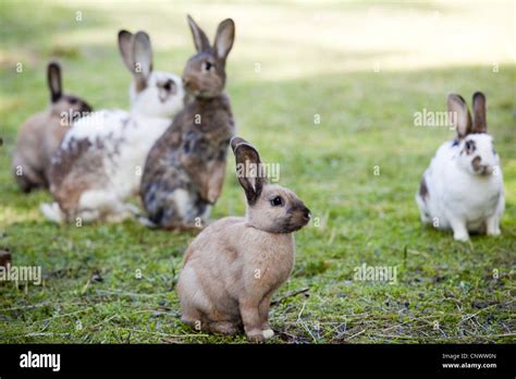 Conejo doméstico Oryctolagus cuniculus f domestica algunos animales