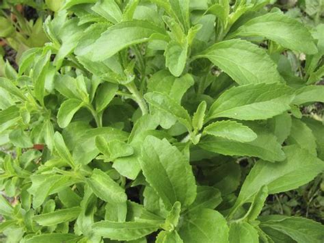 Cuáles Son Las Propiedades Medicinales De La Stevia