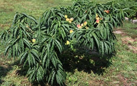 From Pollinate to Plate: The Allure of Dwarf Peach Trees | Curb Wise