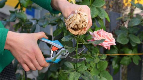 Hoya Bloom Guide Growing Vibrant Hoya Blooms