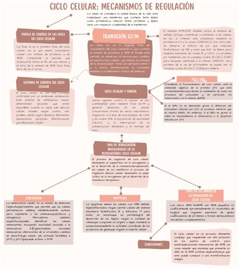 Ciclo celulAR Mecanismos de RegulAción | PDF | P53 | Ciclo celular