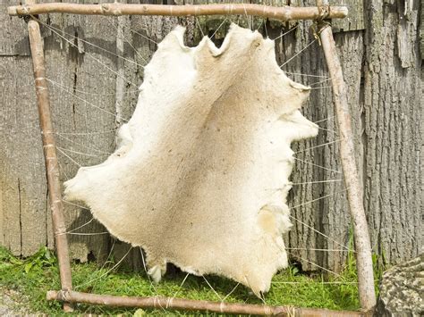 Fleshing And Salting Your Deer Hides Outdoor Sports Nation