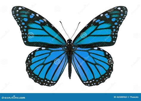 Blue Monarch Butterfly Royalty-Free Stock Photo | CartoonDealer.com ...