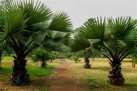 Attractions in the Botanic Garden of Limbe | TradNow