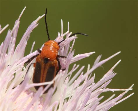 Blister Beetle Nemognatha Piazata Split Oak Forest Wea Flickr