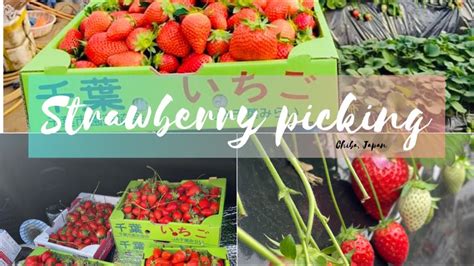 Strawberry Picking In Chiba Japan Youtube