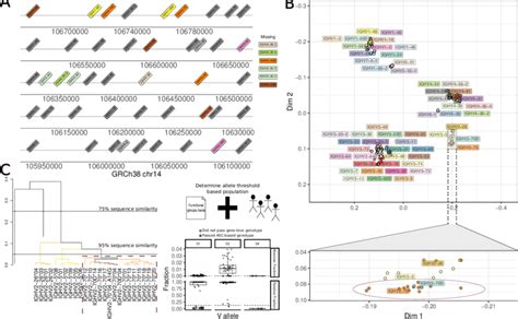 Sequence Similarity In The Igh Locus A The Ighv Locus On Human