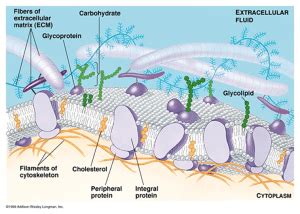 Membran Plasma Struktur Fungsi Dan Aplikasi Root Of Science Riset