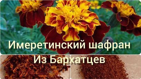 Имеретинский шафран - Бархатцы - YouTube