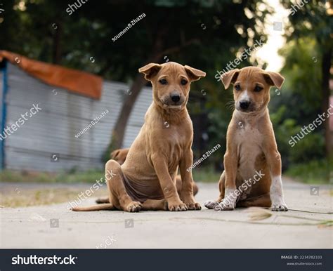 7,187 Indian Pet Dog Images, Stock Photos & Vectors | Shutterstock