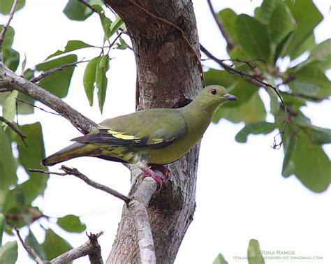 Pink Necked Green Pigeon Tonjiandsylviasbirdlist