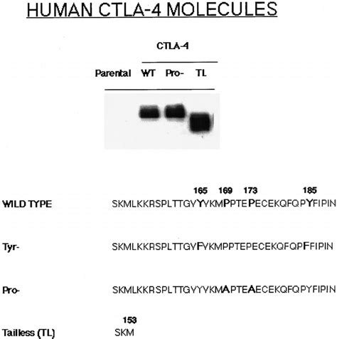 Expression Of Ctla Molecules Jurkat Cells Transfected With Wt