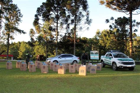 Gendarmería secuestra más de 300 kilos de marihuana y decomisa 24 mil