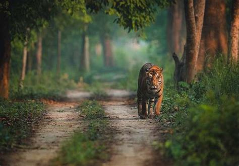 1 Night 2 Days Pilibhit Tiger Reserve Tour Packages - Pilibhit Tiger ...