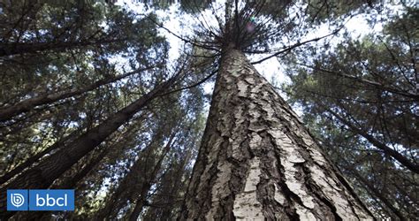 Arauco Sella La Venta De Cientos De Predios Forestales Del Centro Sur A