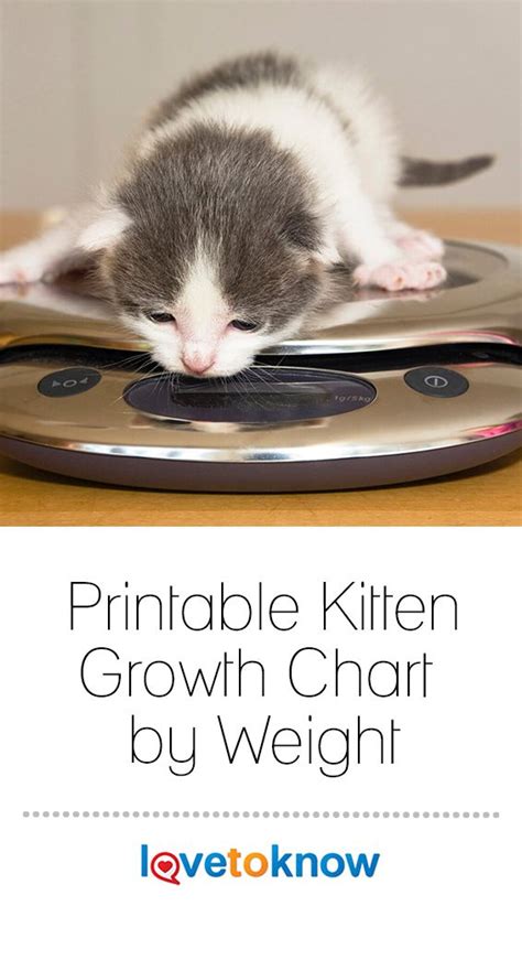 Kitten growth chart – Artofit