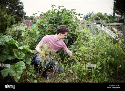 Man Pulling Weeds In Vegetable Garden Stock Photo Alamy