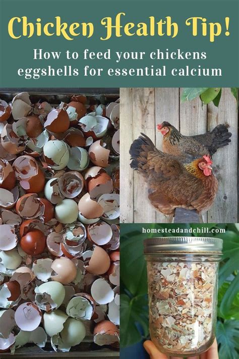 Feeding Chickens Eggshells Or Oyster Shells For Essential Calcium And Health ~ Homestead And Chill