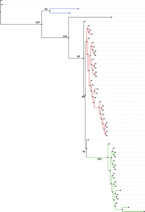 Whole Genome Phylogeny Of All The N Fowleri Isolates Isolate Label