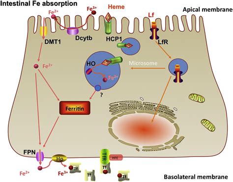 Developmental Physiology Of Iron Absorption Homeostasis And Metabolism In The Healthy Term