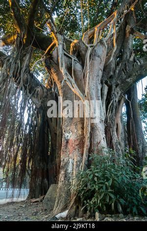 Giant Banyan Tree Ficus Benghalensis Growing Next To Mendut Temple