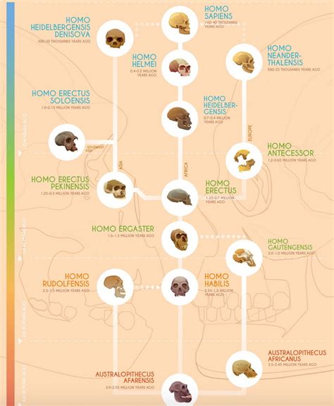 Evolutionary Trees Tangle With The Data Ceh