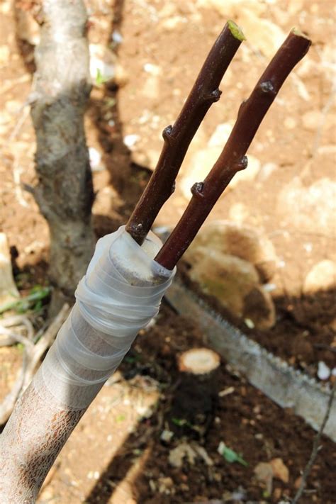 Grafting Fruit Trees - A Step by Step Picture Tutorial - Lady Lee's Home