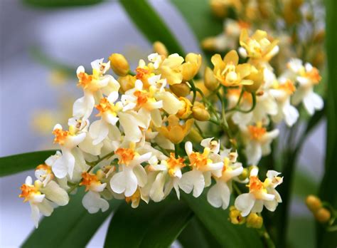 Como plantar e cuidar da orquídea Chuva de ouro Oncidium