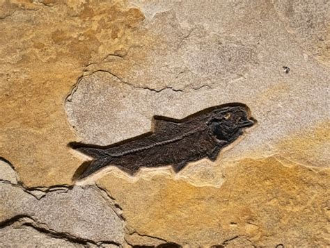 Fossil Fish Mural 8707mm - A small horizontal fossil fish mural ...