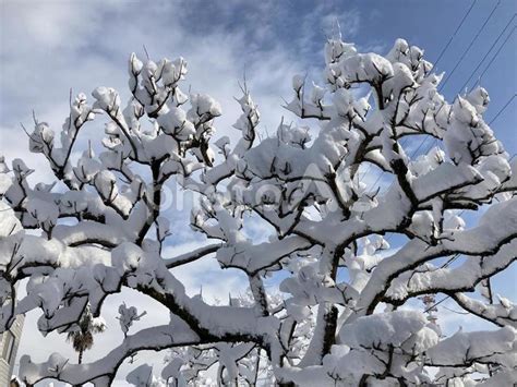 雪の積もった木 No 23548647｜写真素材なら「写真ac」無料（フリー）ダウンロードok