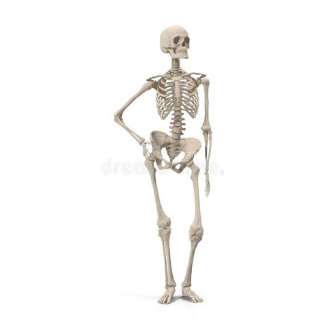 Female Full Skeleton Anatomy Bones Stock Illustrations Female