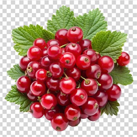 Premium Psd Red Currant Currant Red Isolated On Transparent Background