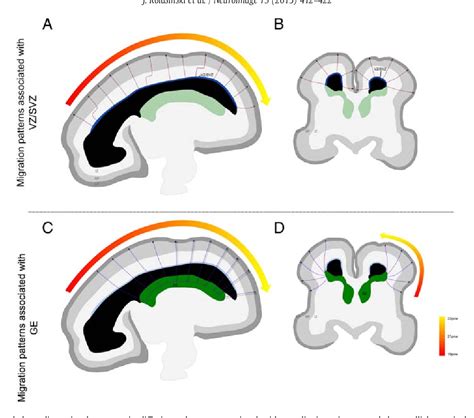 Figure From Radial And Tangential Neuronal Migration Pathways In The