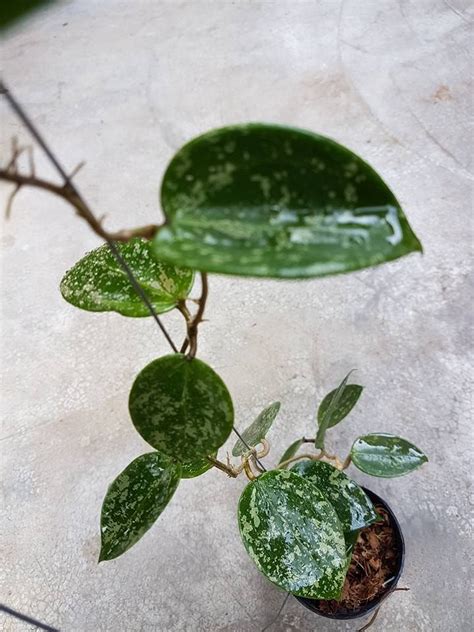 Plants Floral Garden Crafts Rare Hoya Parasitica Black Margin Splash