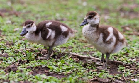 Geese Eggs Hatching: A Guide to Successful Incubation - The Poultry Feed