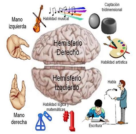 Hemisferios Cerebrales Y Sus Funciones