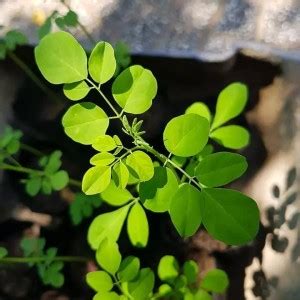 Vibex Rxi Drumstick Sajna Moringa Pkm Seed Price In India Buy