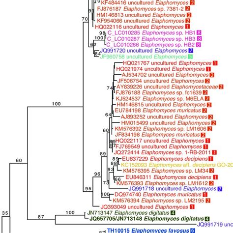 Best Maximum Likelihood Phylogram Ln Of A Combined