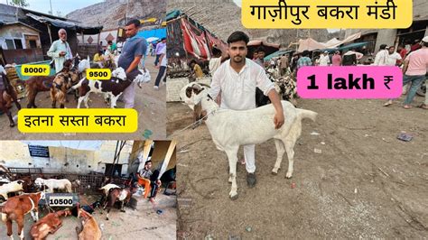 Gazipur bakra mandi 10500 se shuru bohut hi saste bakre गजपर मड