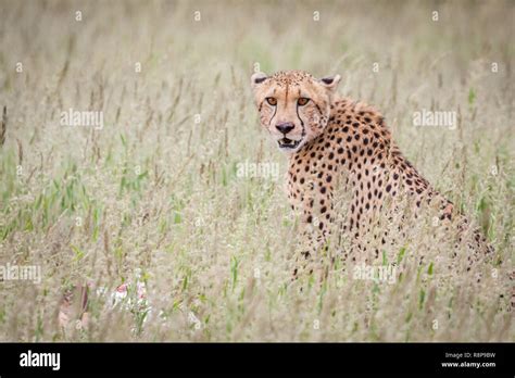 Cheetah Staring At Viewer Stock Photo Alamy