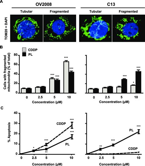 Effects Of Piperlongumine And CDDP On Mitochondrial Fission And