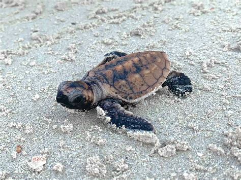 132 Baby Hawksbill Turtles Successfully Reintroduced To Natural Habitat