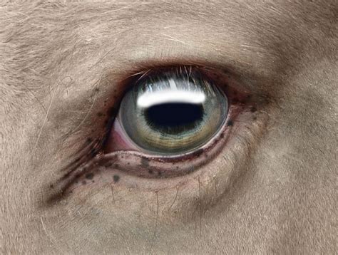 Do Horses Neigh When They Run?: What eye colors can horses have?