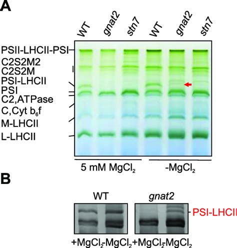 Accumulation Of PSI LHCII Complex A Protein Complexes From The Wt