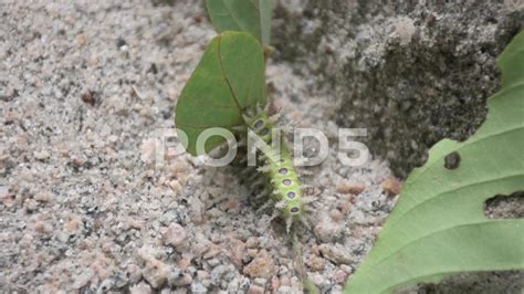 Euclea Delphinii Caterpillar